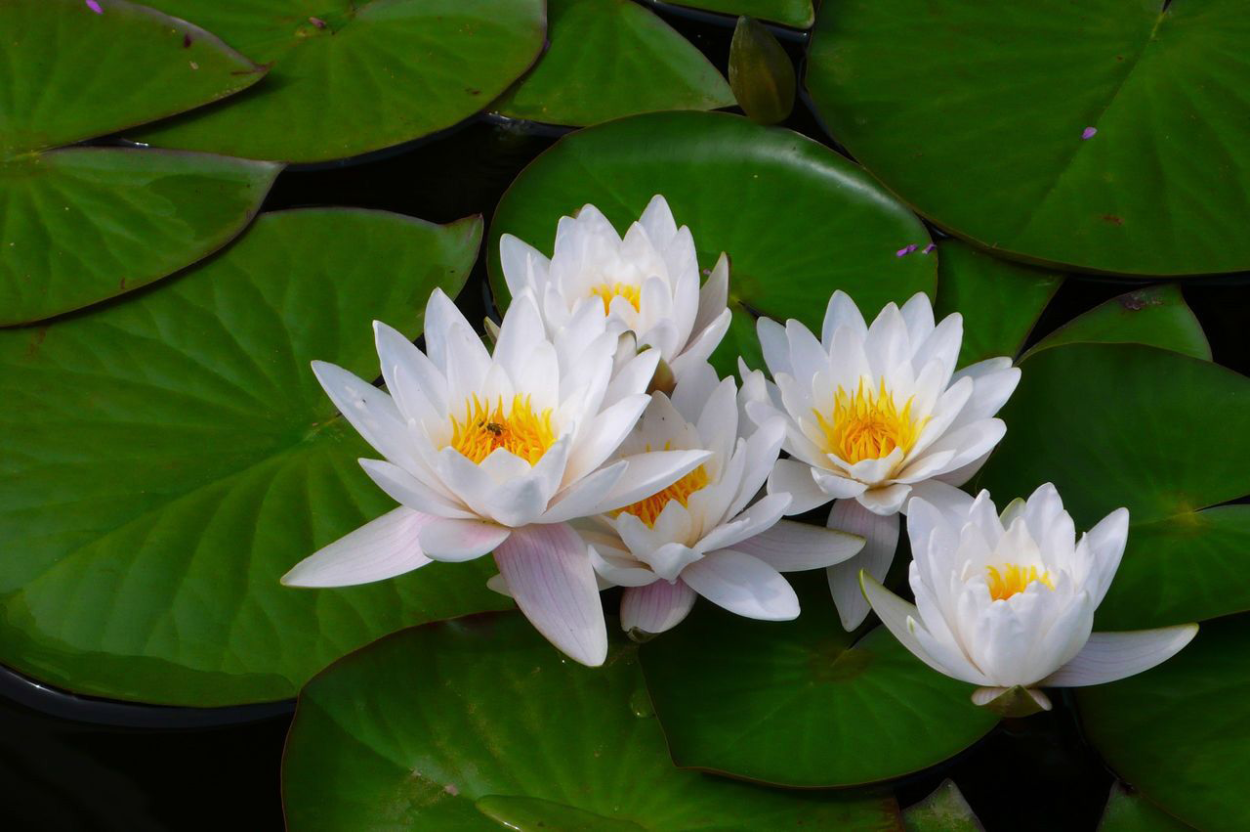 Кувшинка белоснежная