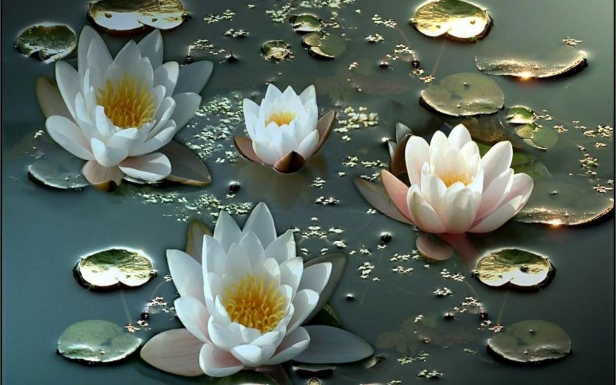 Белая кувшинка Лотос