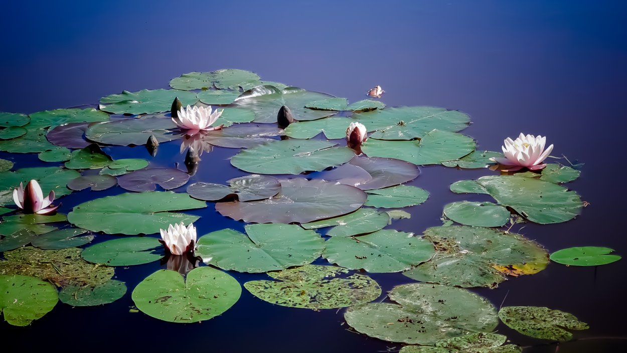 Кувшинка белая формата 500 на 400