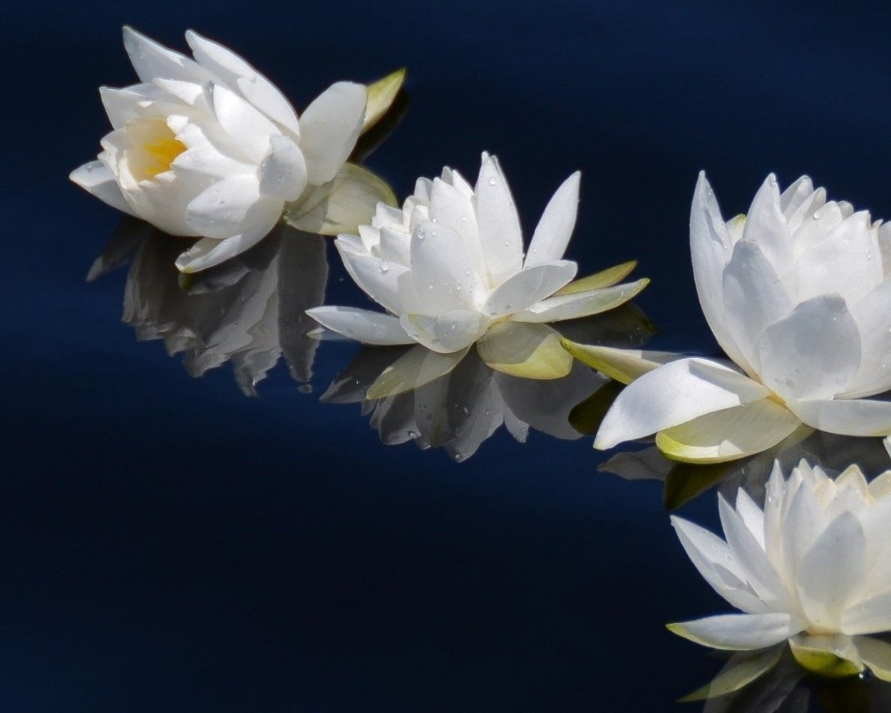 Лотос кfkmgjkfnj Геншин