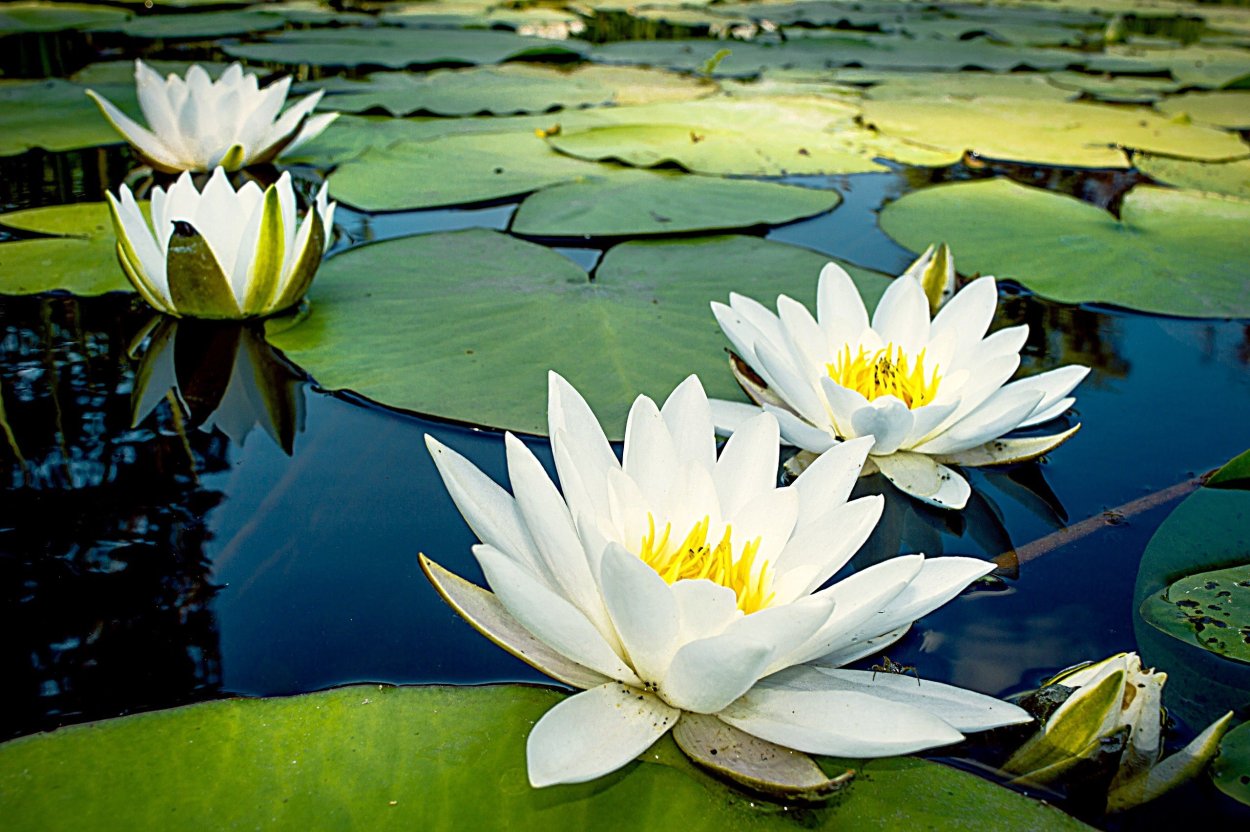 Лотос кувшинка водяная Лилия