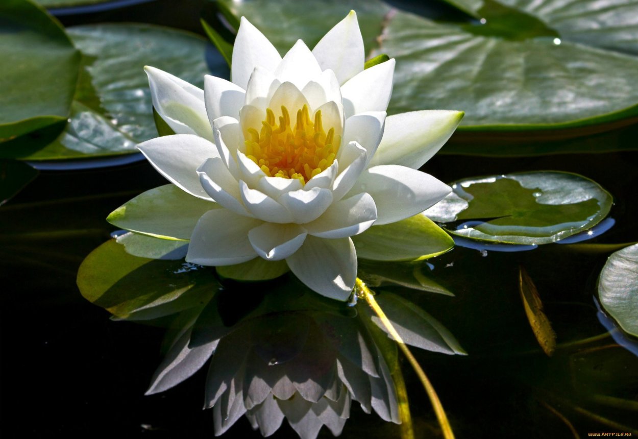 Лотус цветок фон