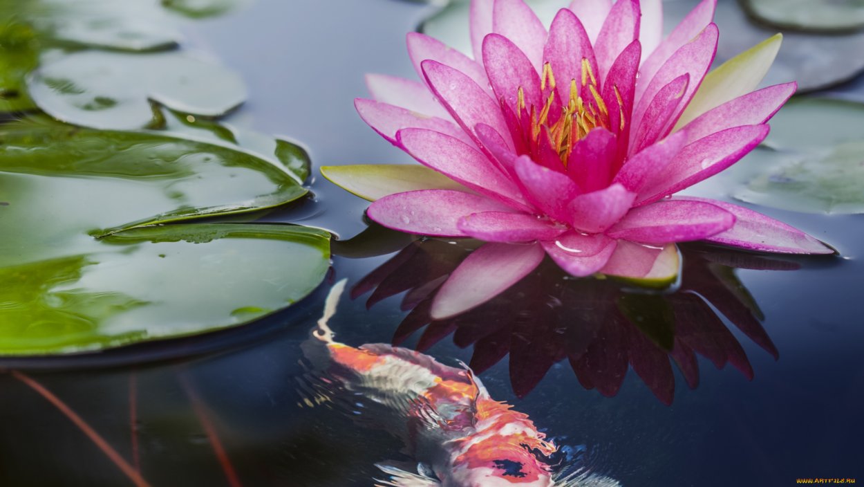 Зеленый цветок лотоса