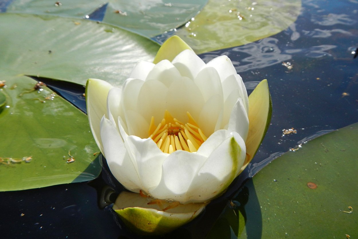 Сибирь нимфеи кувшинки