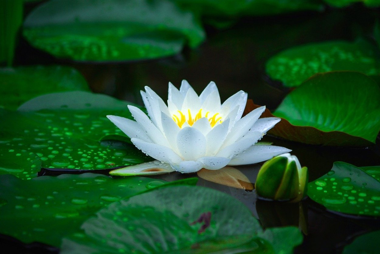 Нимфея Озерная