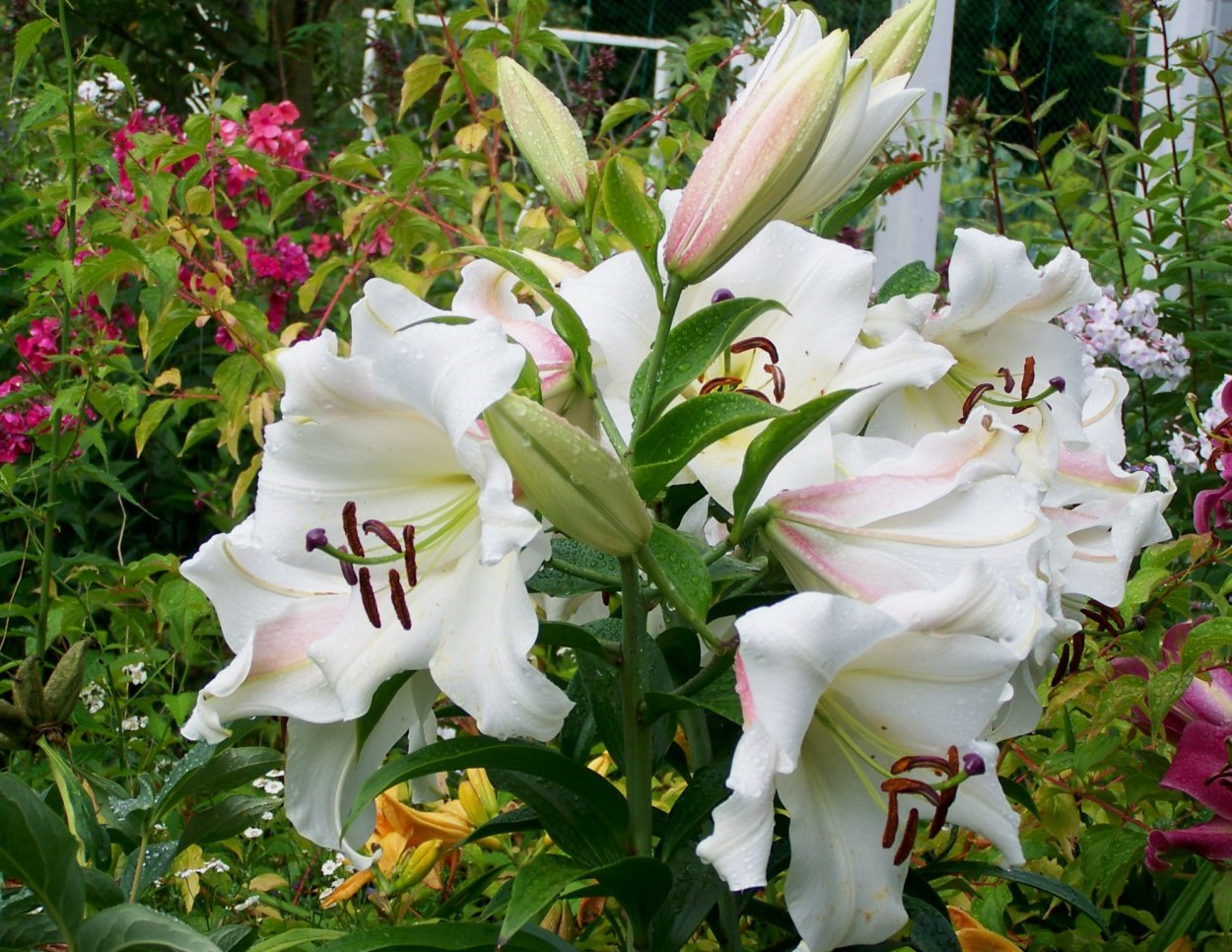 Лилия Мартин от гибрид