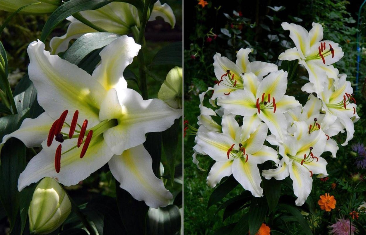 Лилии в Моем саду