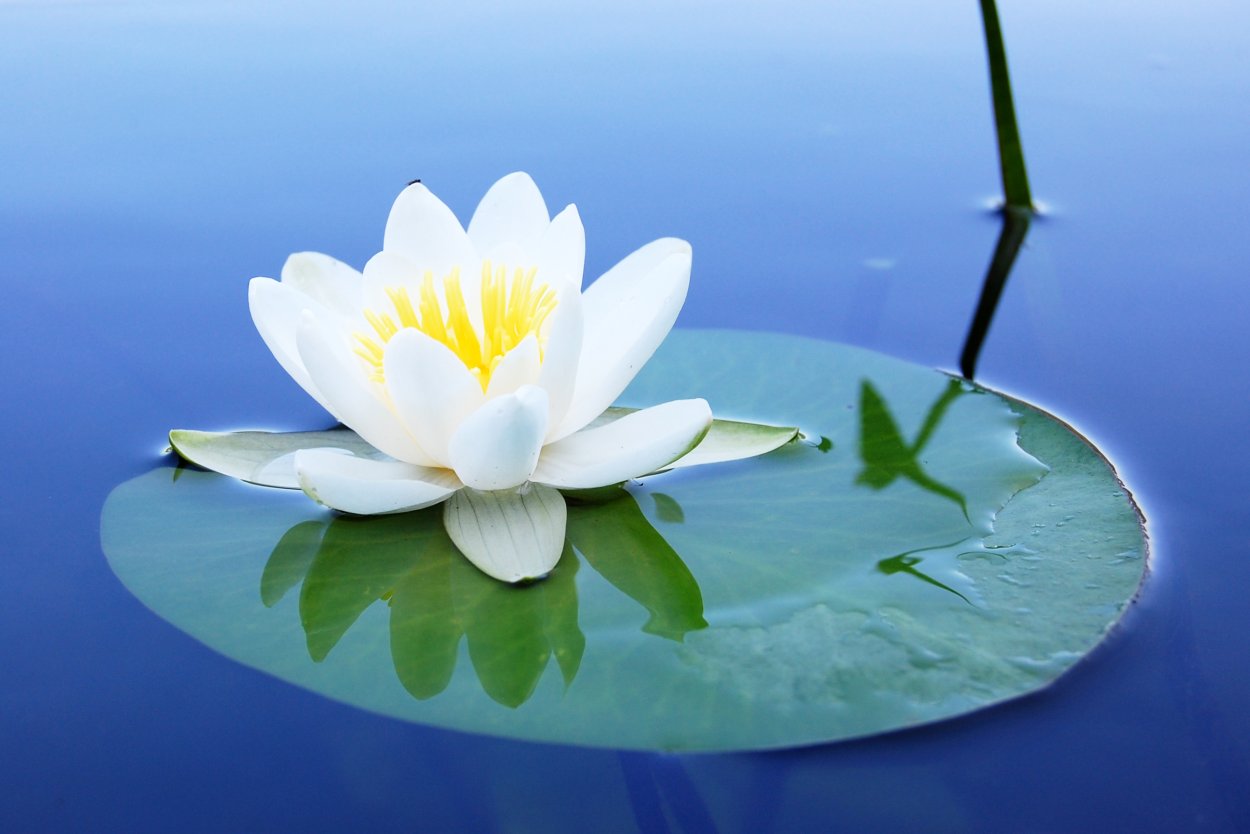 Кувшинка обыкновенная