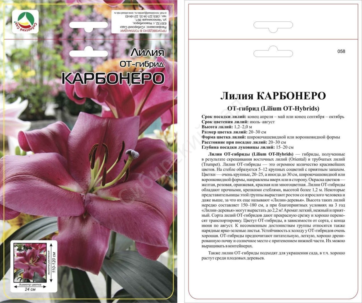 Лилия от-гибрид Притти Вуман луковица 14/16