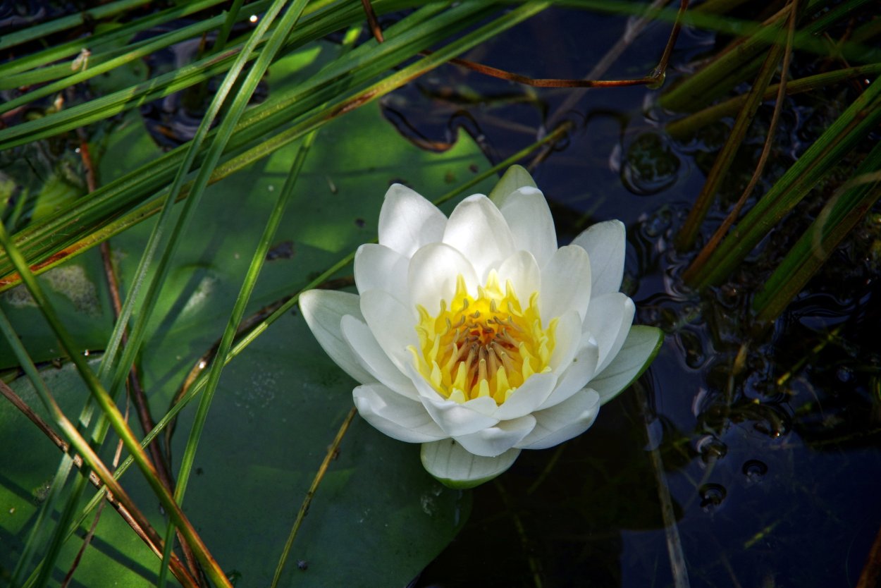 Белые кувшинки на глади пруда