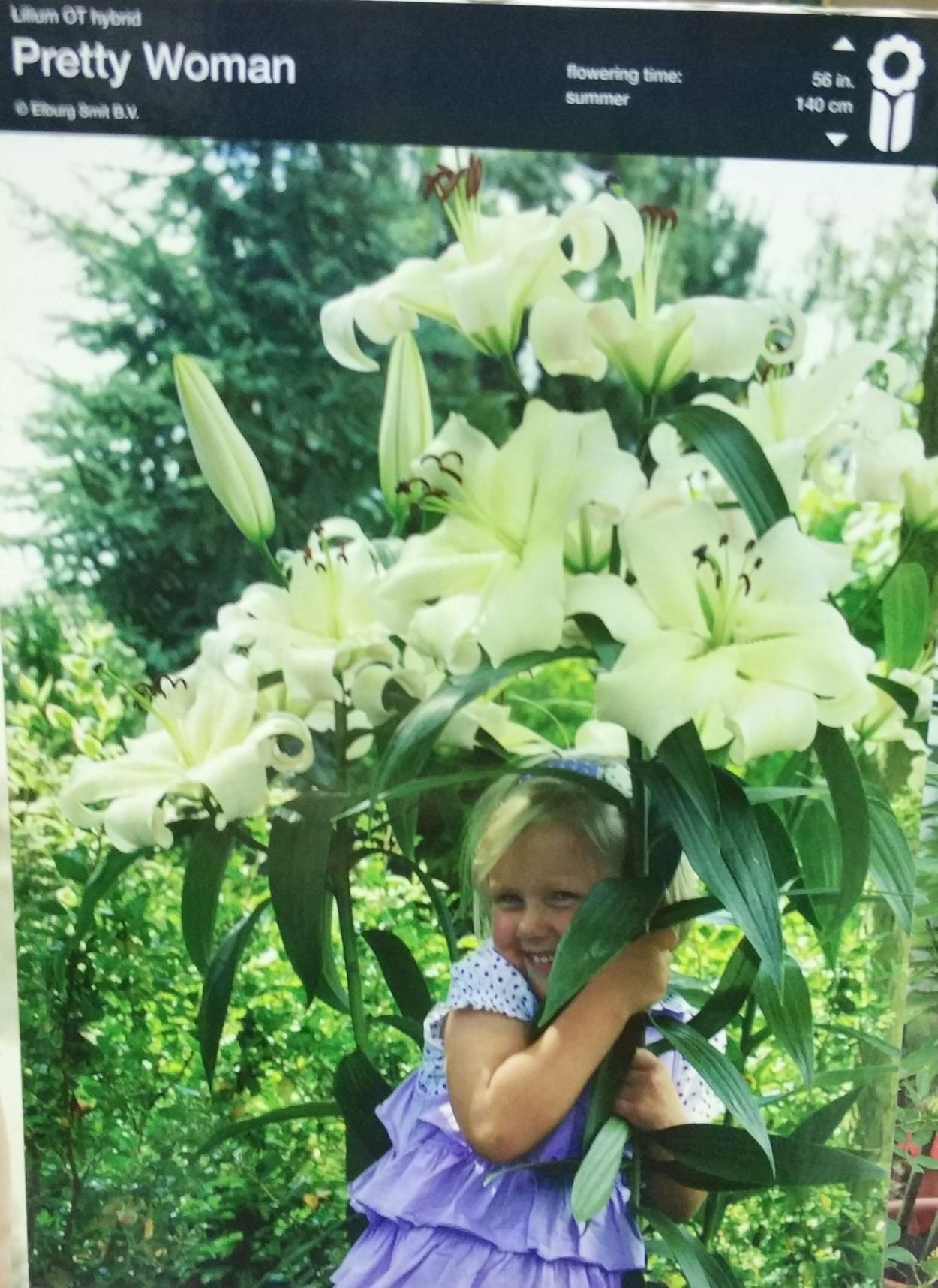 Лилия-дерево Претти Вумен