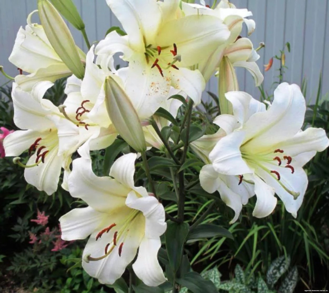 Лилия Притти Вумен от-гибрид