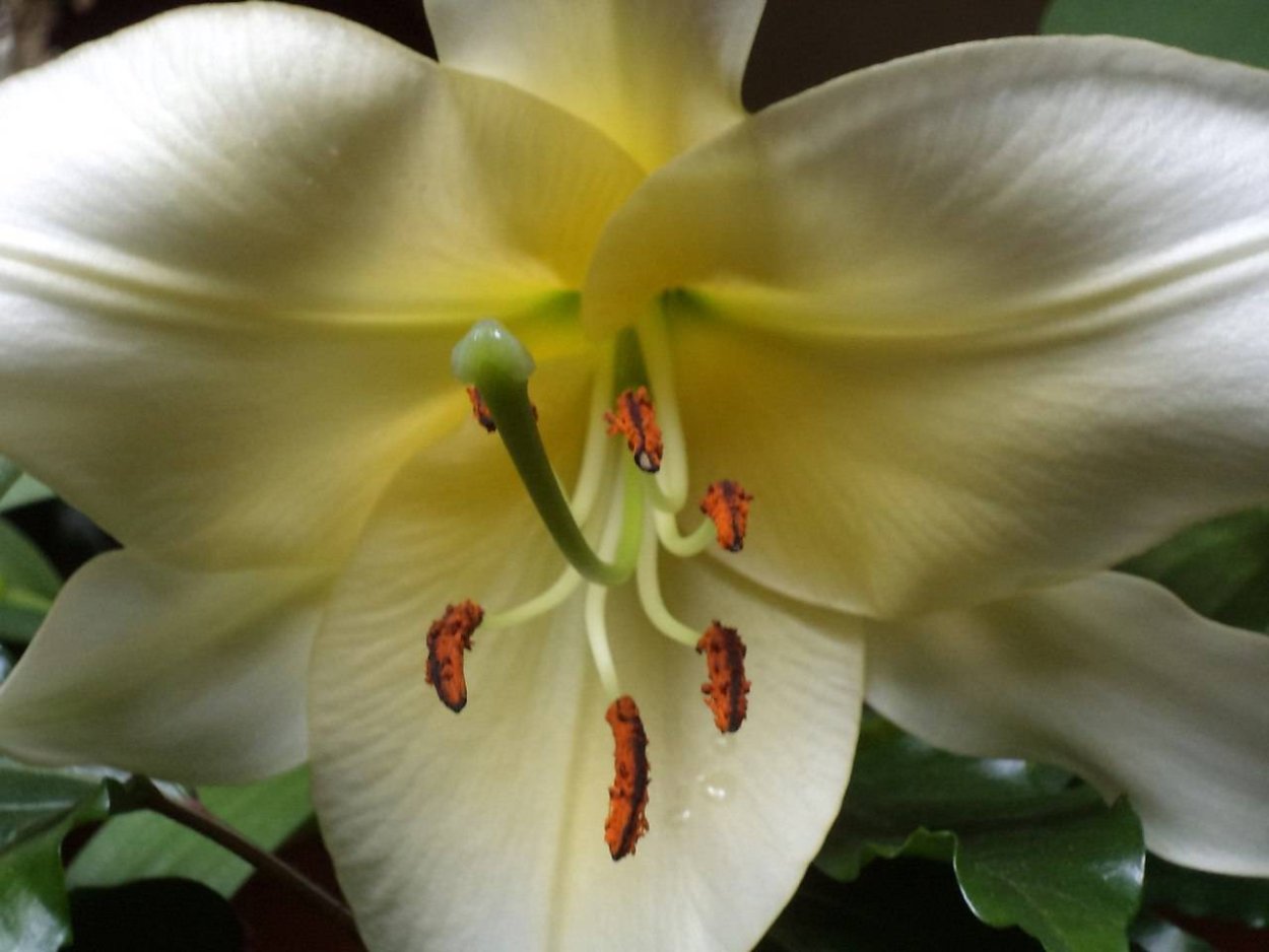 Красотка Лили