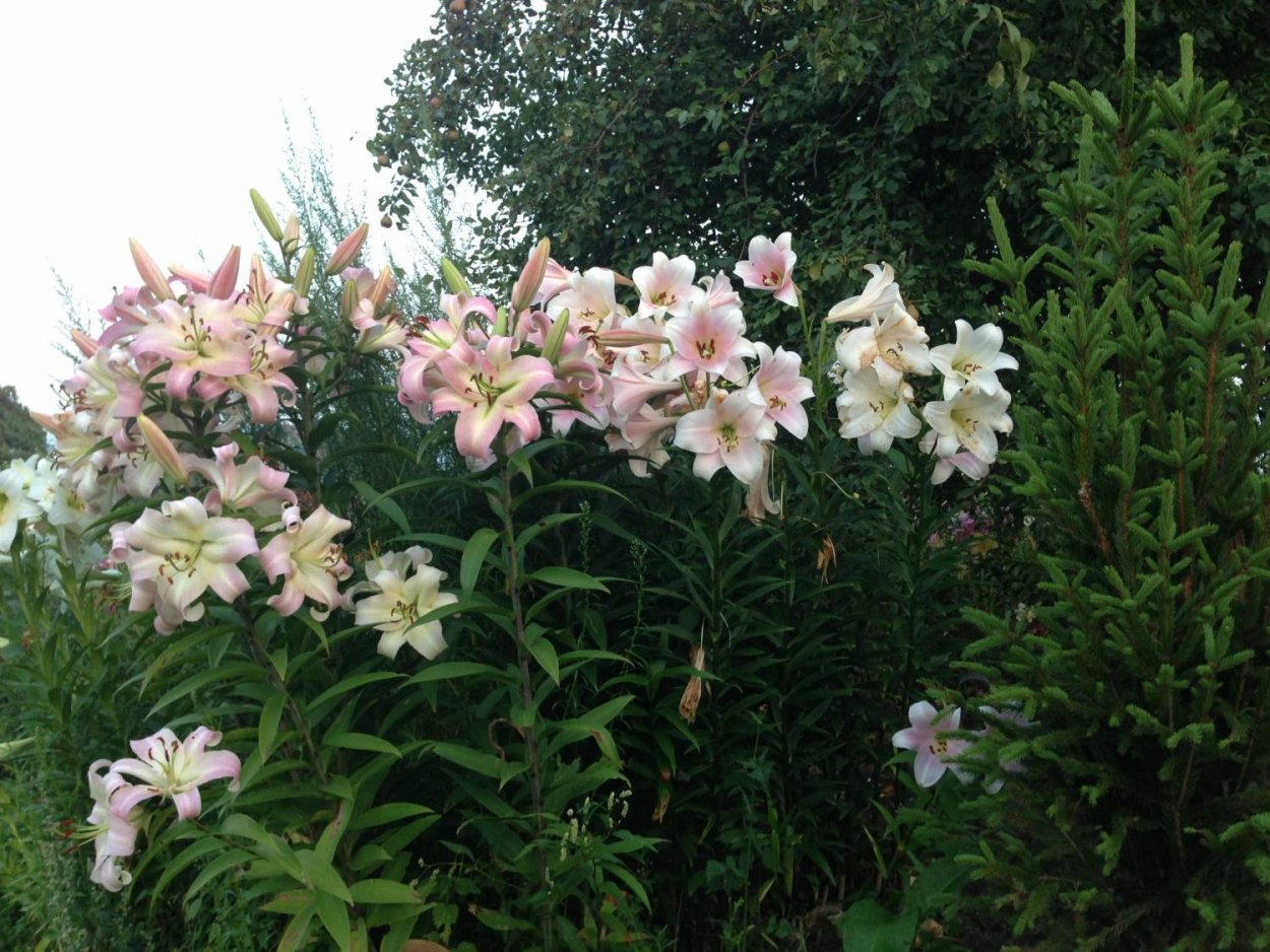 Лилия от-гибрид Карбонеро