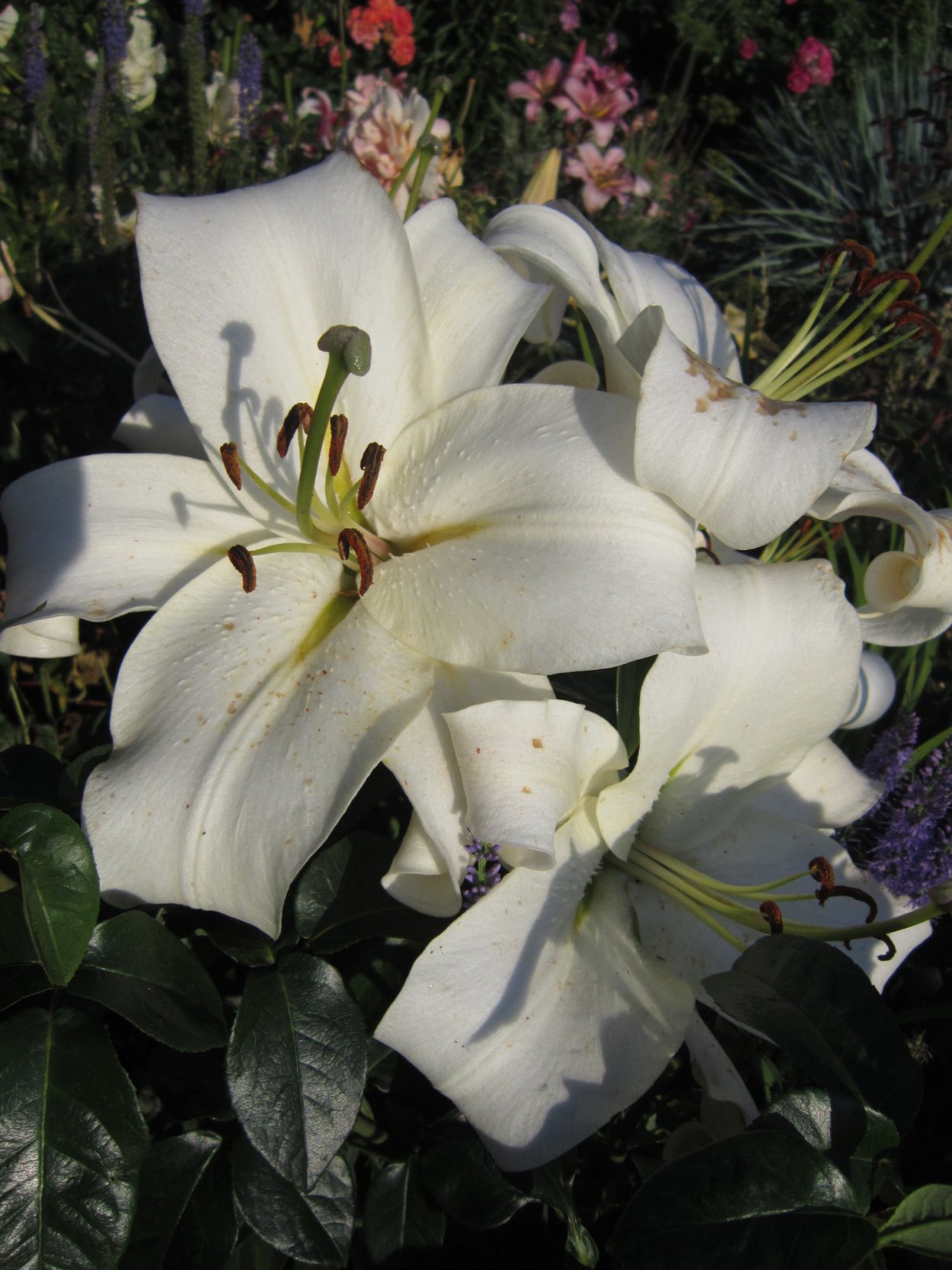 Лилия-дерево Претти Вумен