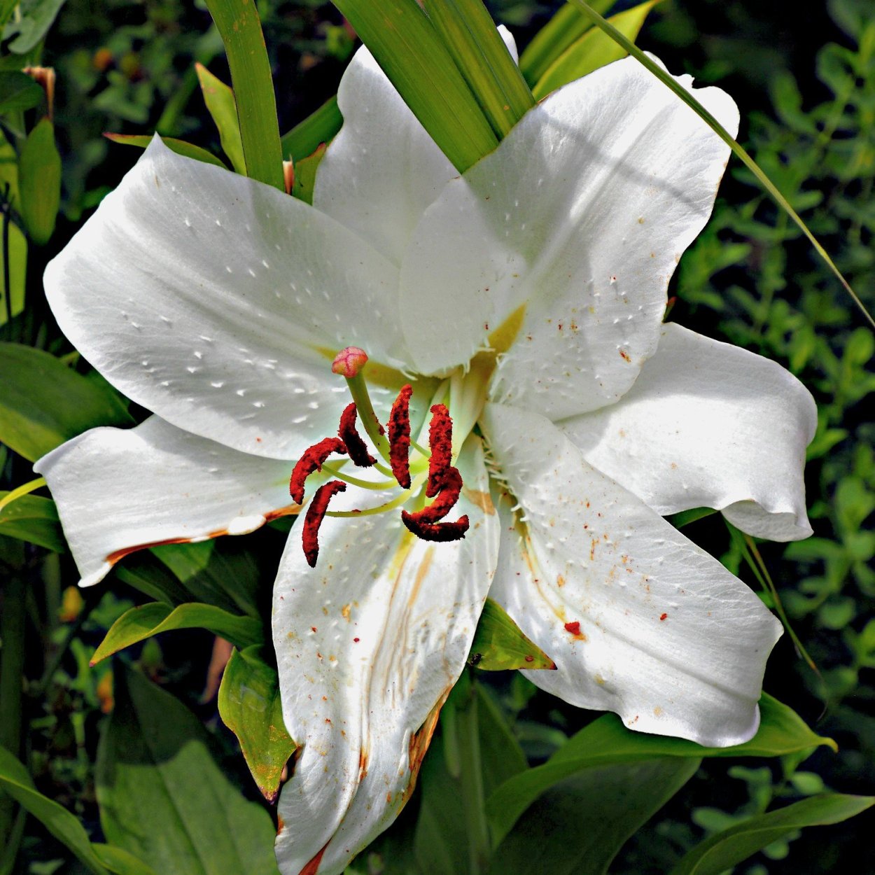 Лилия Притти