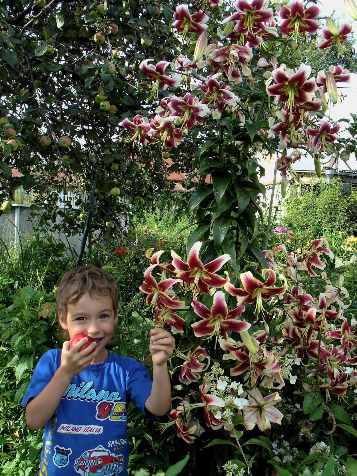 Лилия Пинк Каунти