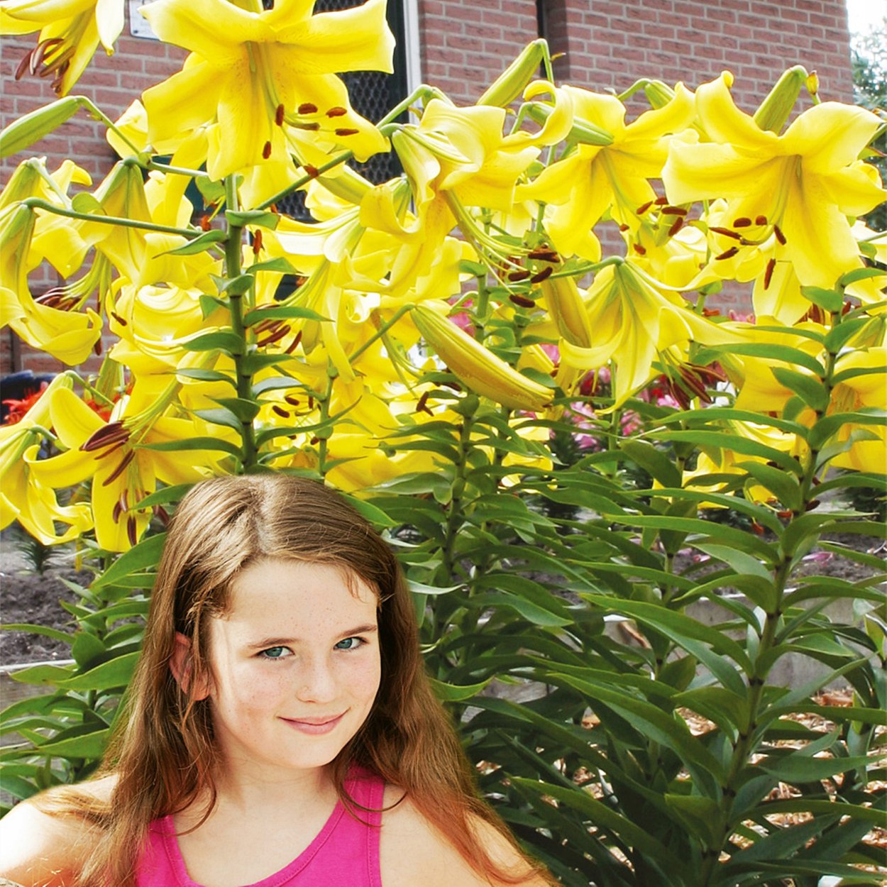 Лилия Истерн Мун