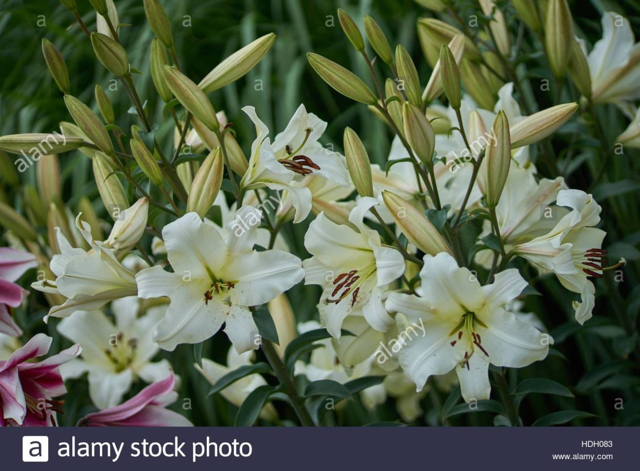 Лилия Арабиан ред