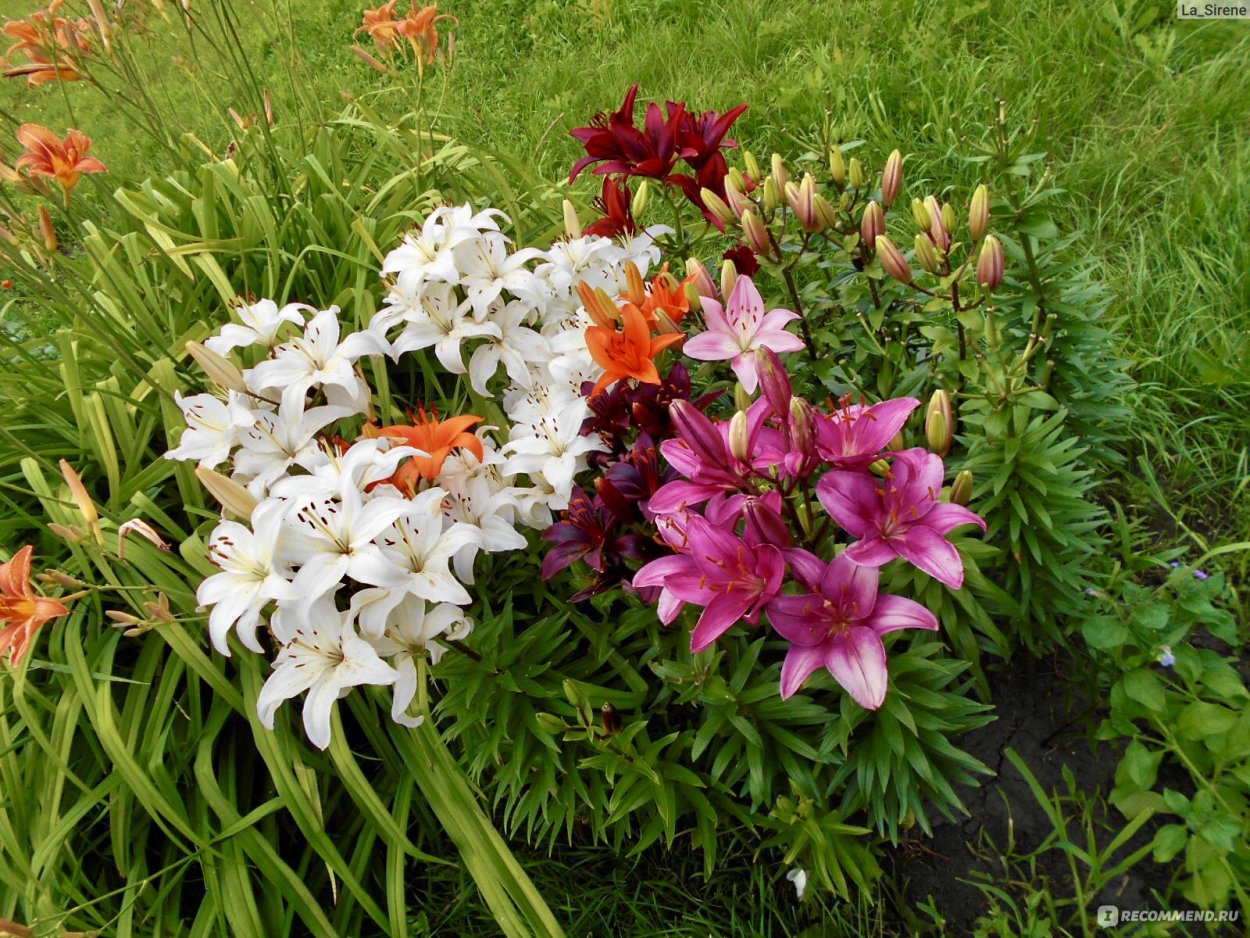 Лилия-дерево Претти Вумен