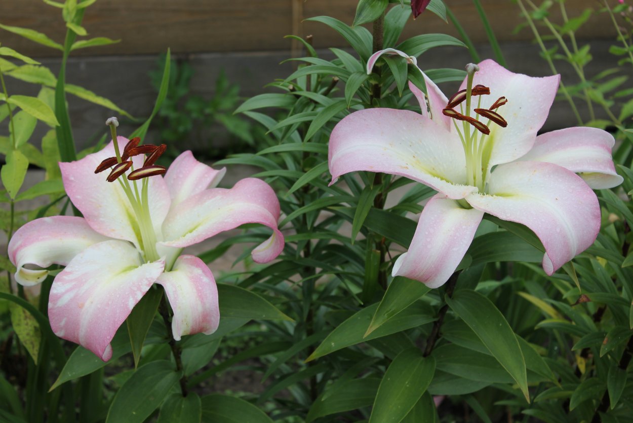 Лилия конкадвор