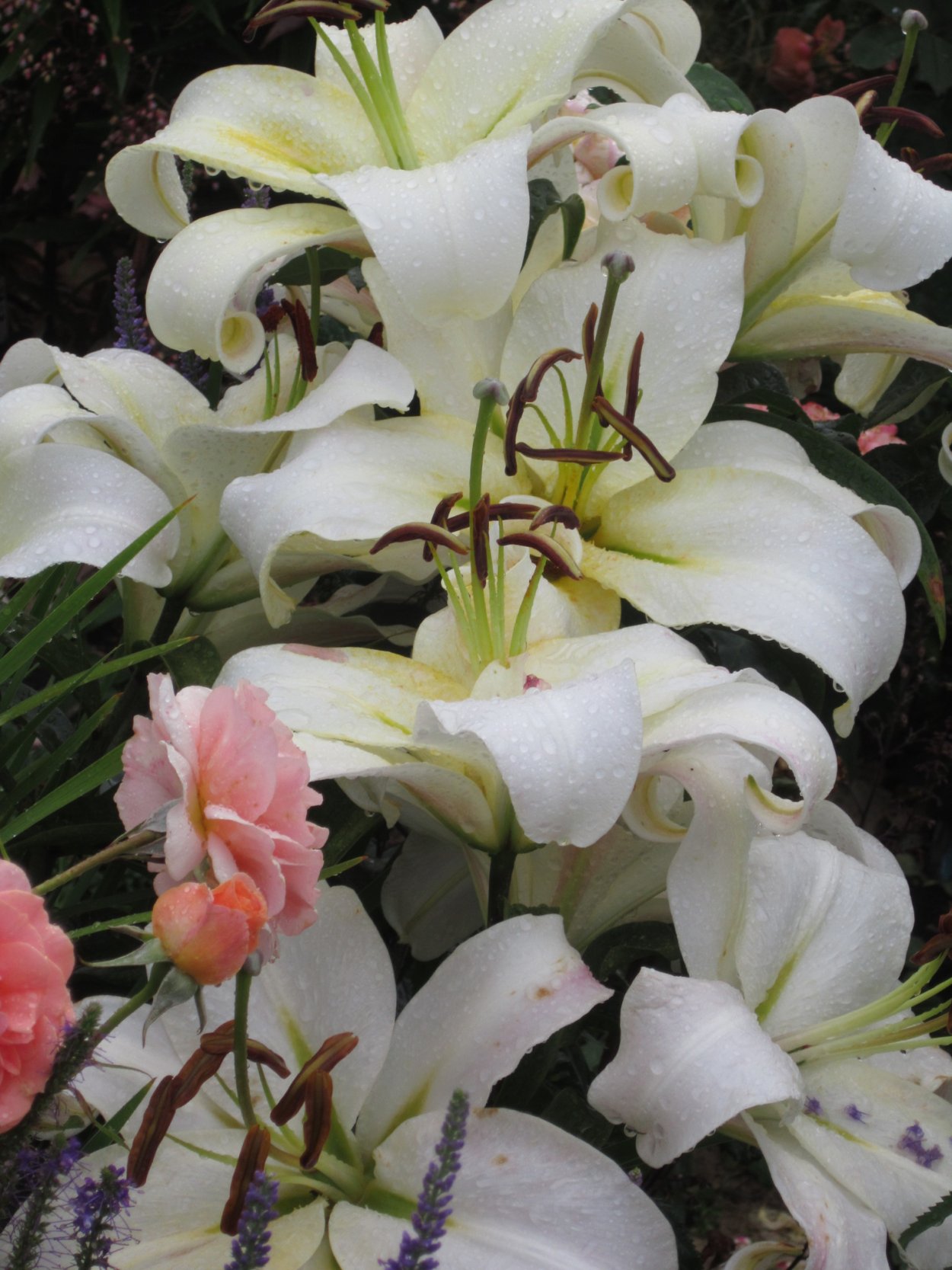 Лилия Притти Вумен от-гибрид