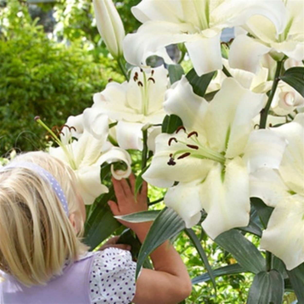 Лилия Притти Вумен от-гибрид