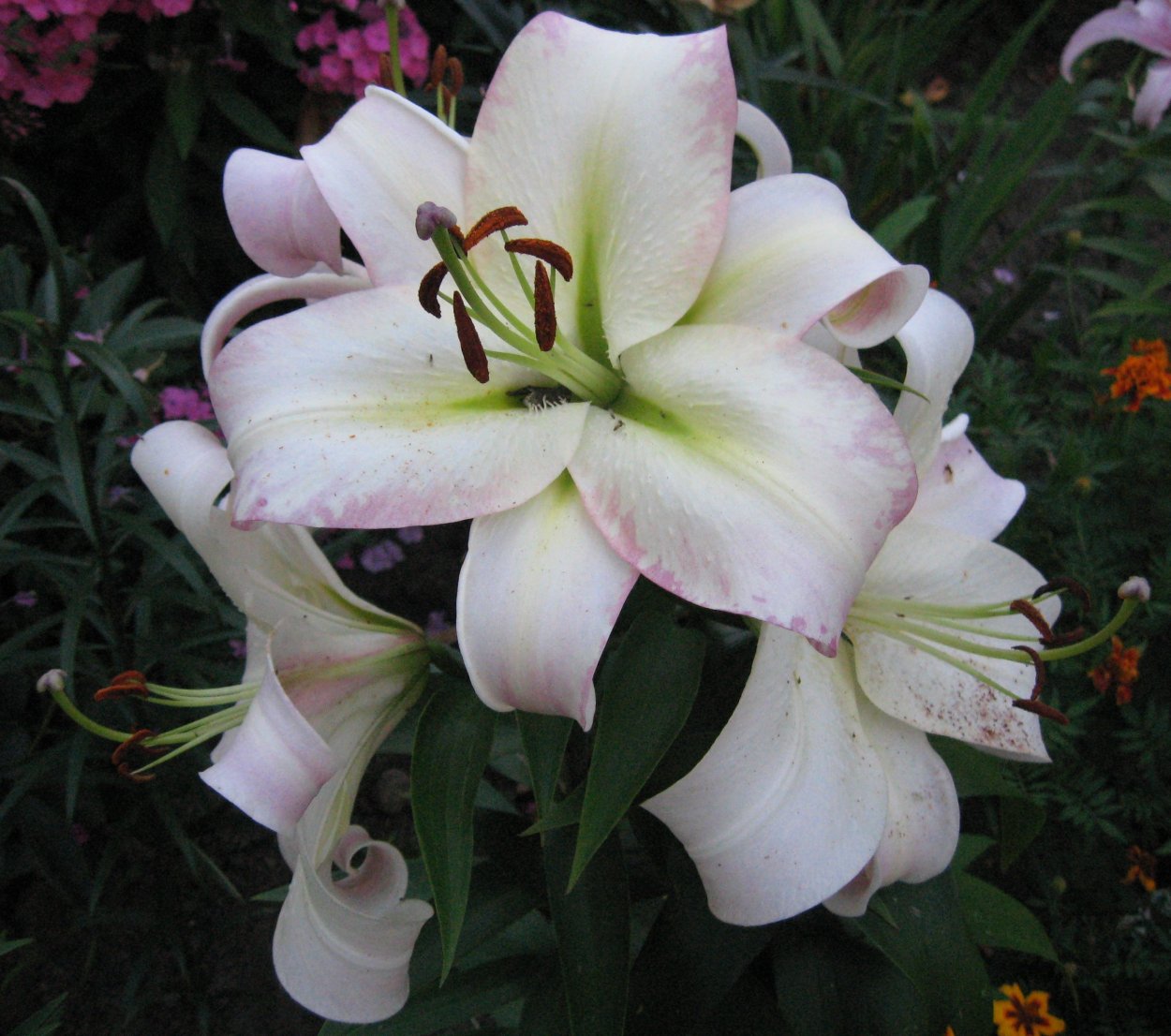 Лилия древовидная петти Вумен