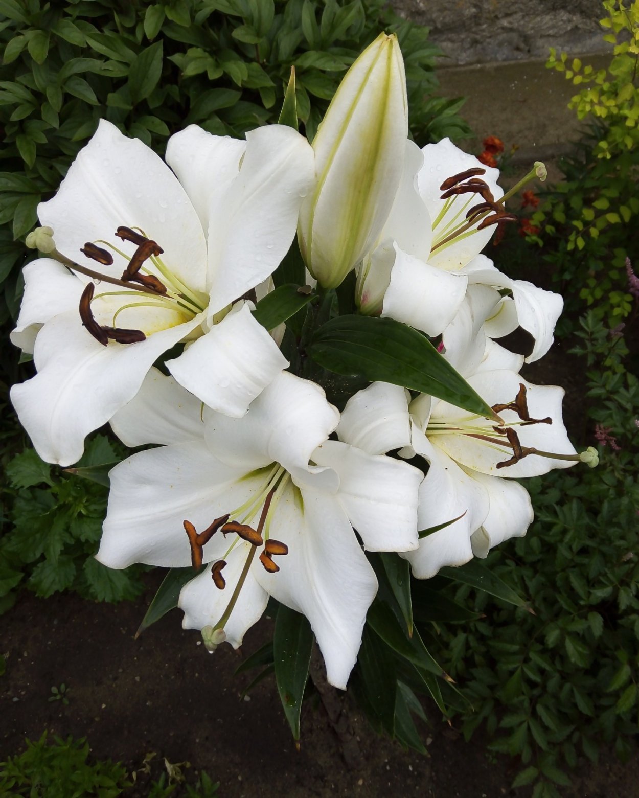 Лилия от-гибрид Сиэтл