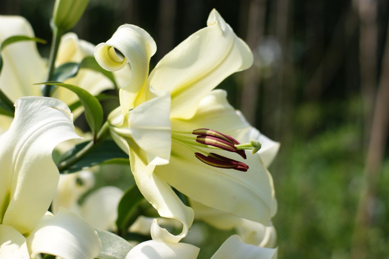 Лилия Притти Вумен от-гибрид