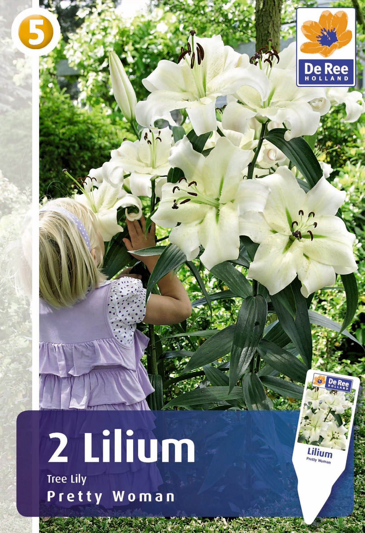 Лилия Дебби (луковицы (1 шт.))