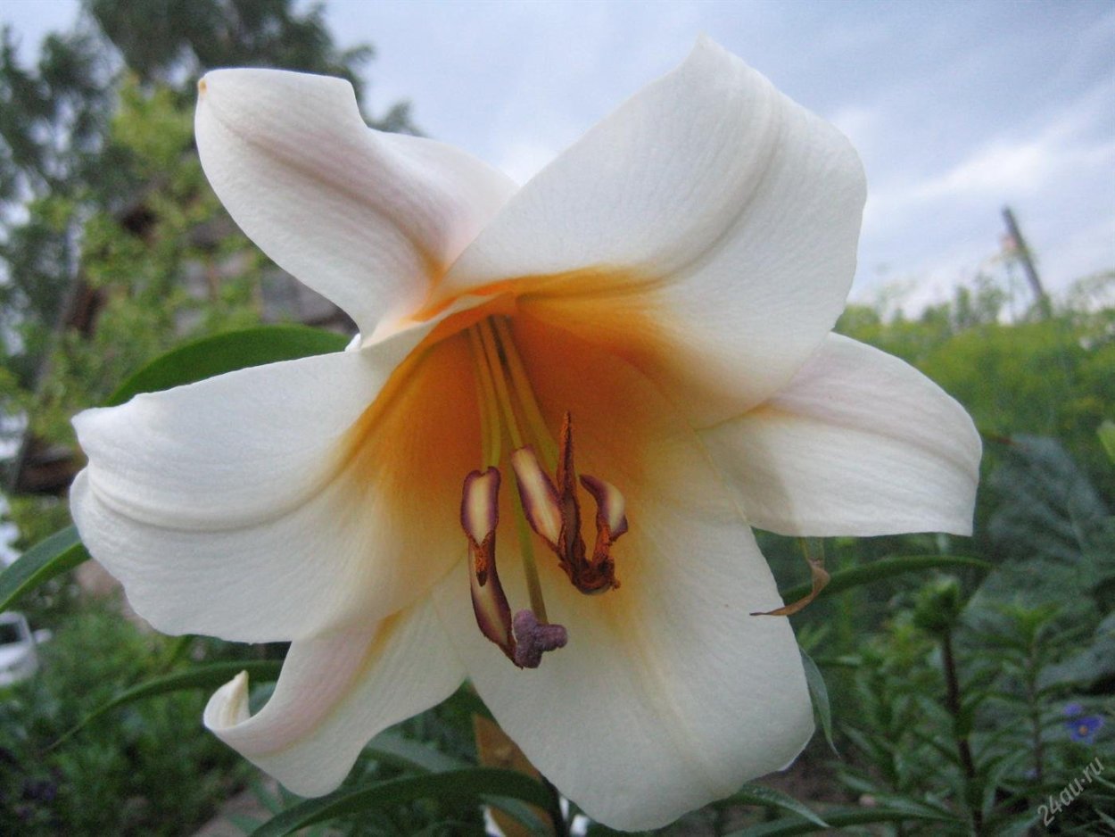 Лилейное дерево Претти