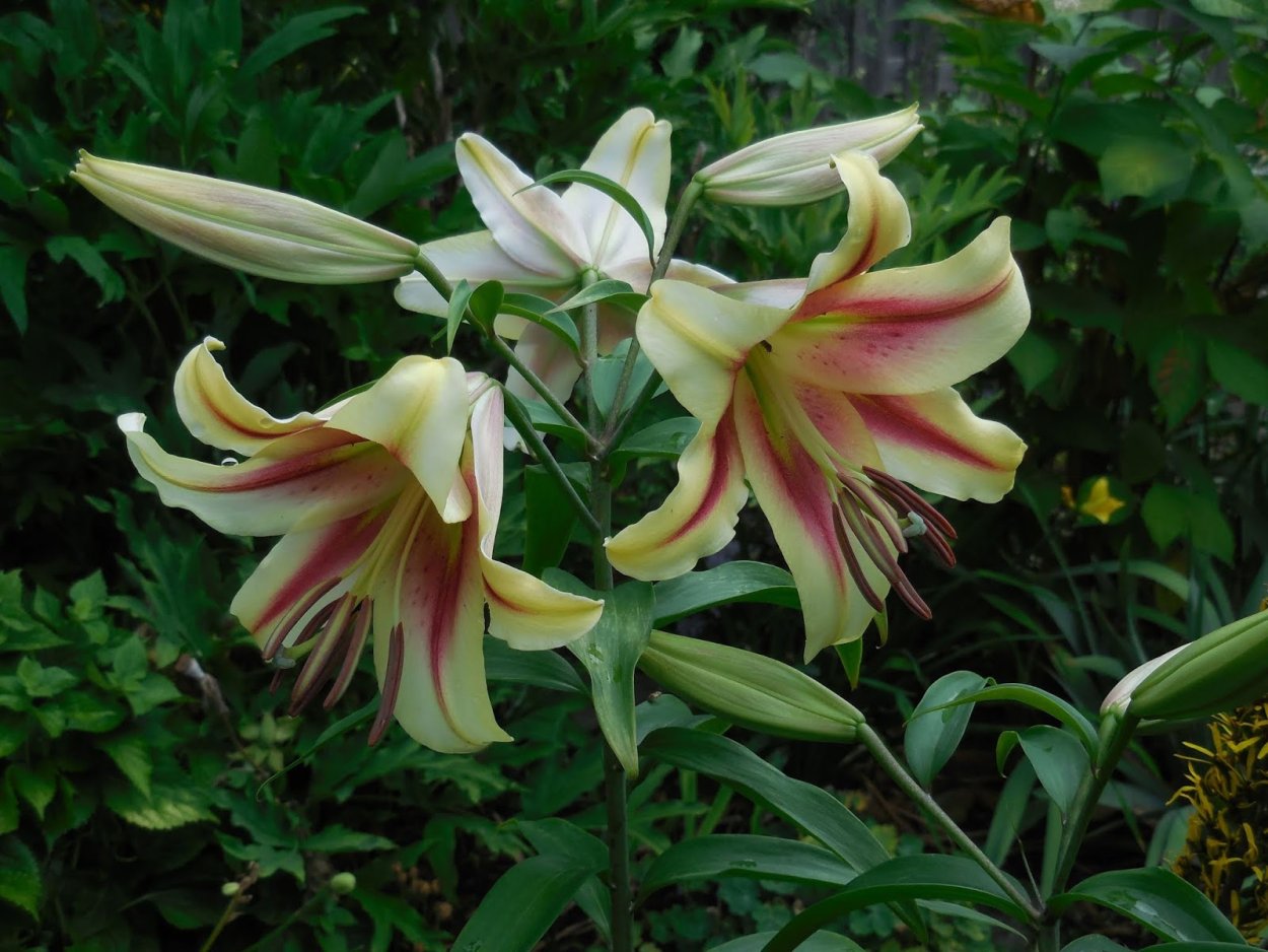 Лилия Лесли Вудриф (от-гибрид)