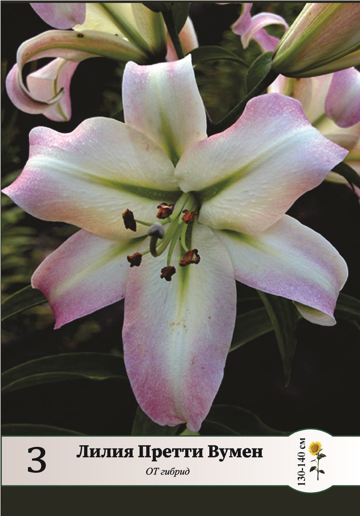 Лилия Притти Вумен от-гибрид