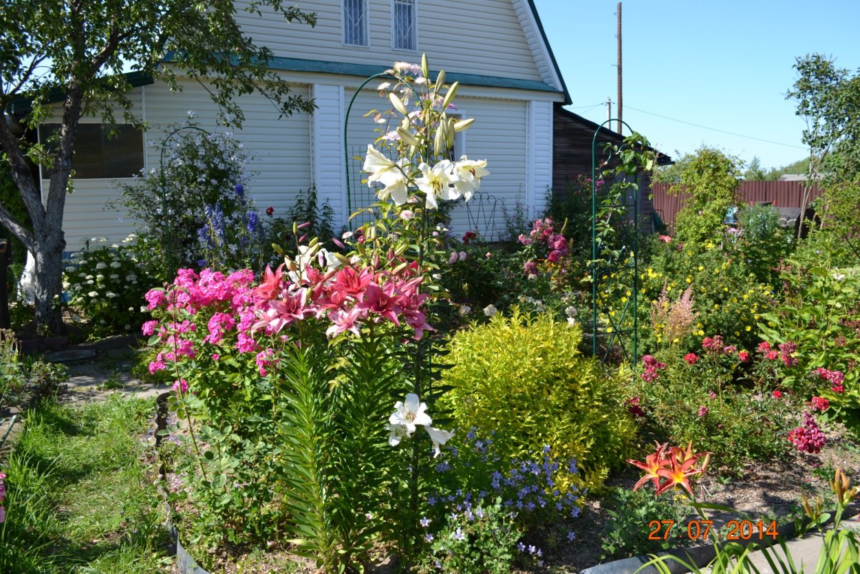 Лилия Гарден Эффеэр