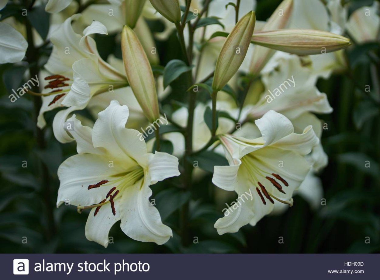 Лилия от-гибрид Притти Вумен описание