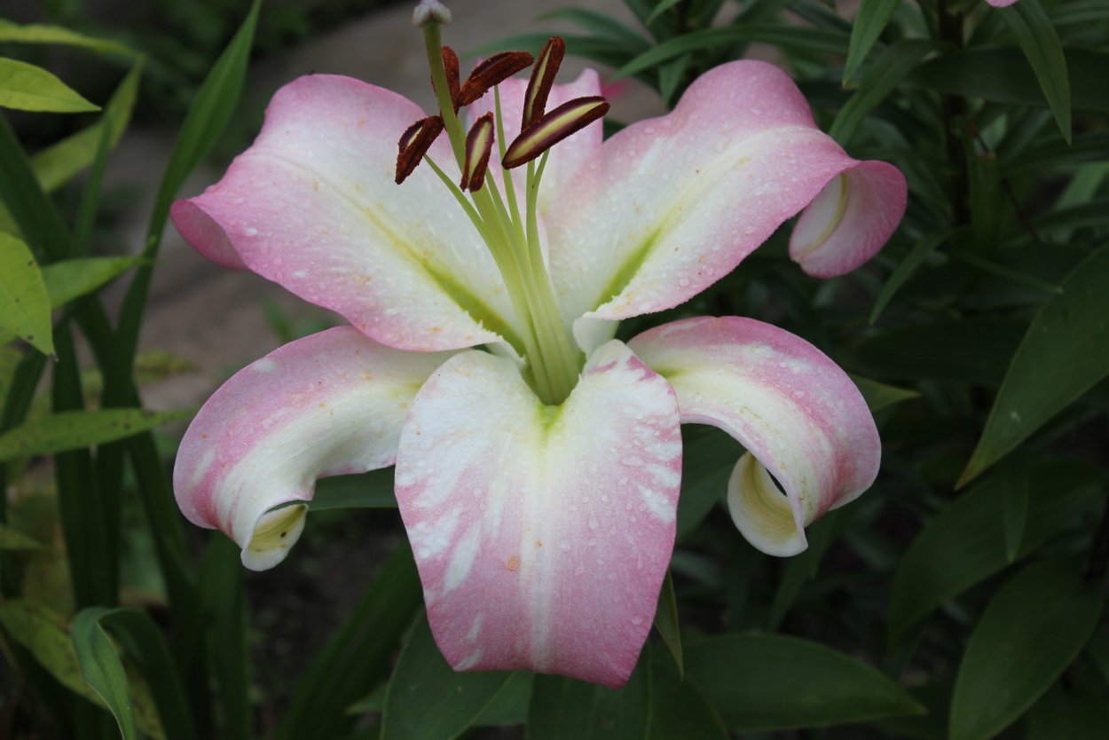 Лилия Восточная Старгейзер