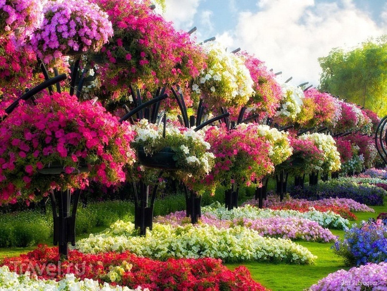 Гортензия метельчатая Ванилла Фрейз