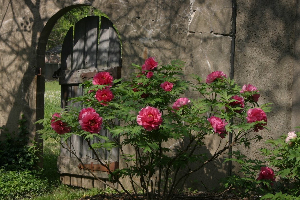 Роза штамбовая Прайд