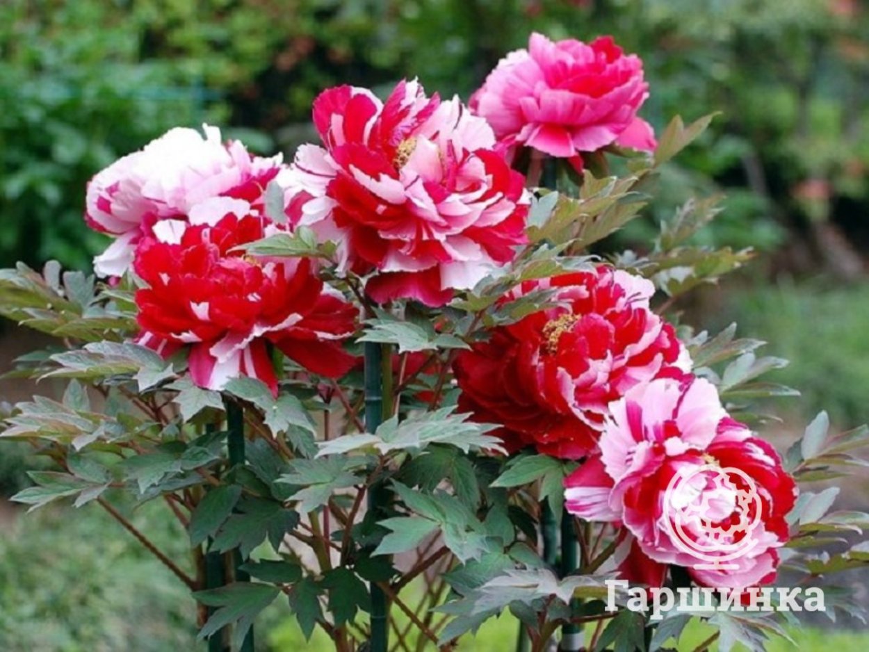 Пион древовидный розовый Джао