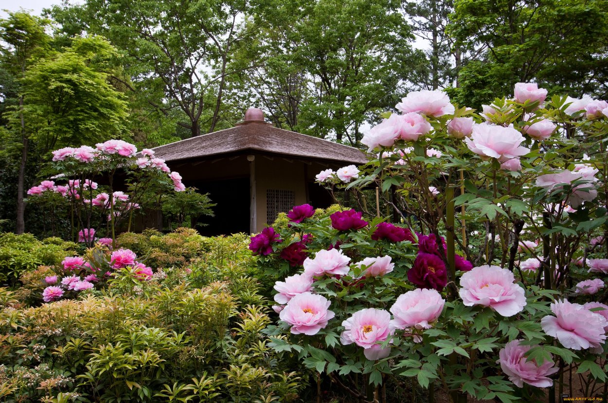 Древовидный пион в ландшафте