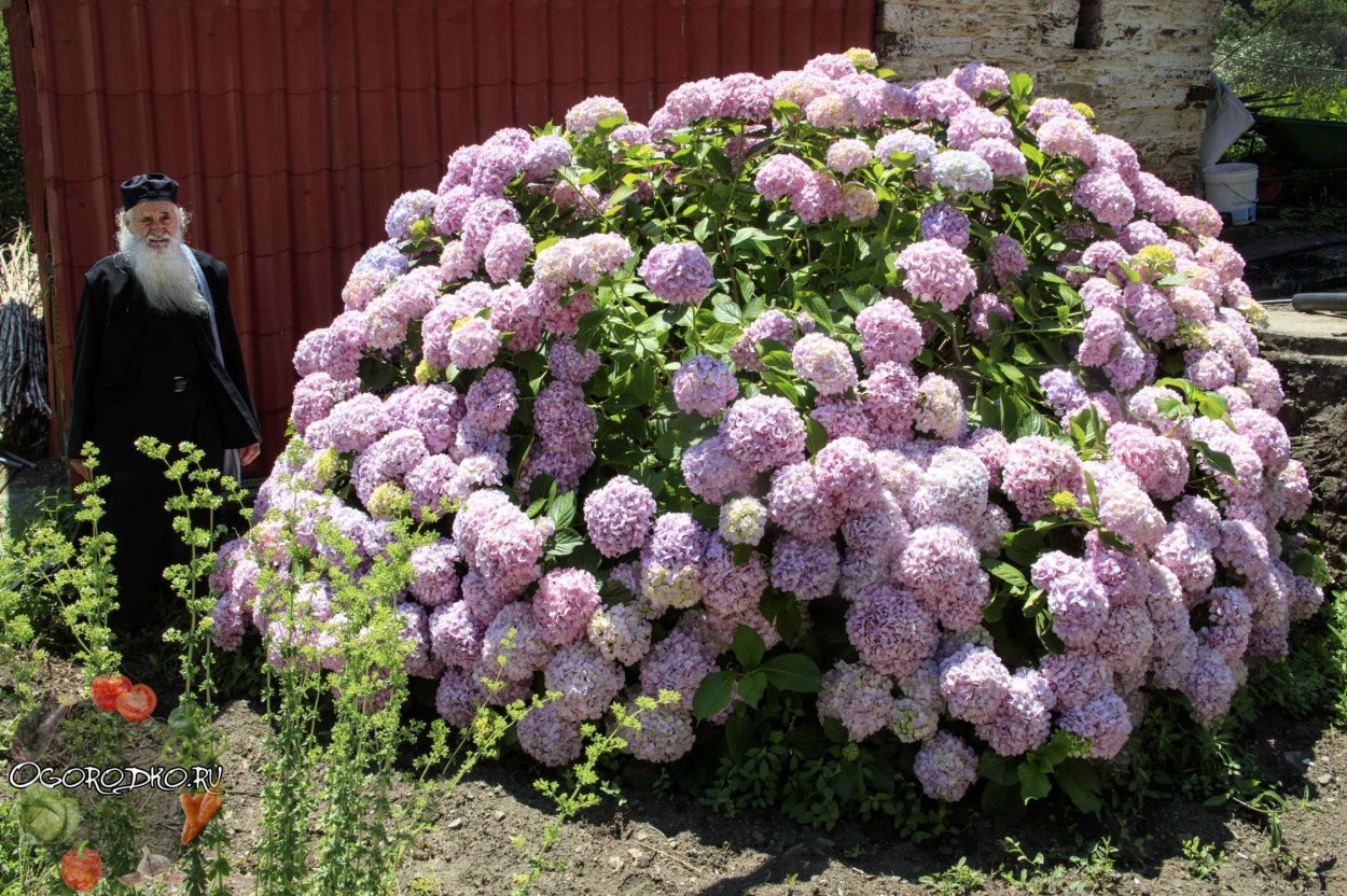 Гортензия Садовая метельчатая