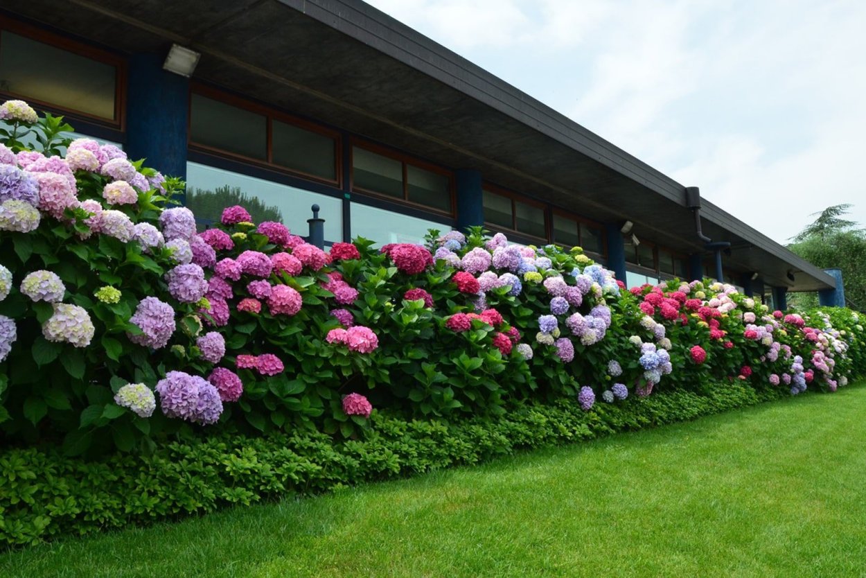 Глициния Вистерия Синенсис