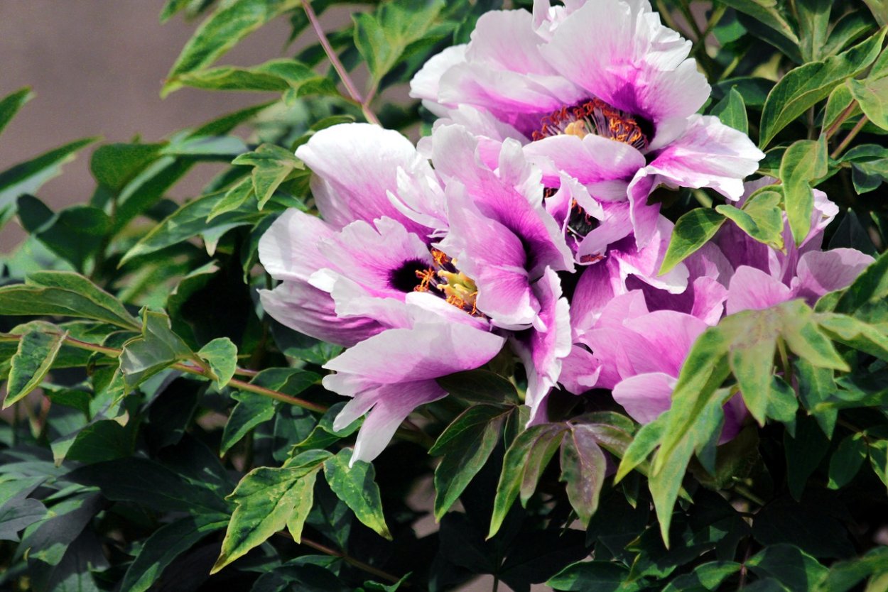 Гортензия крупнолистная Эндлесс саммер