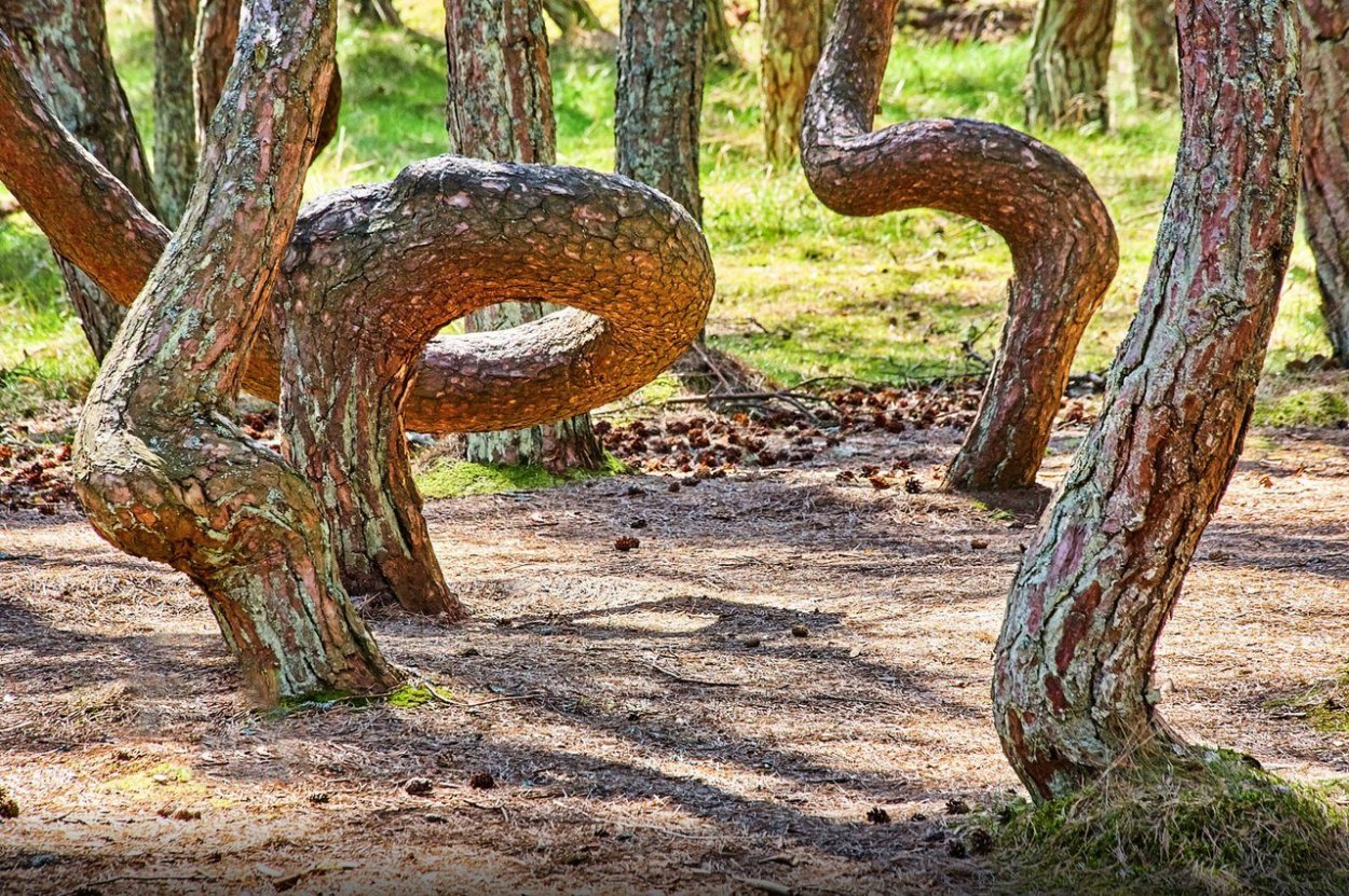 Куршская коса Калининград Танцующий лес