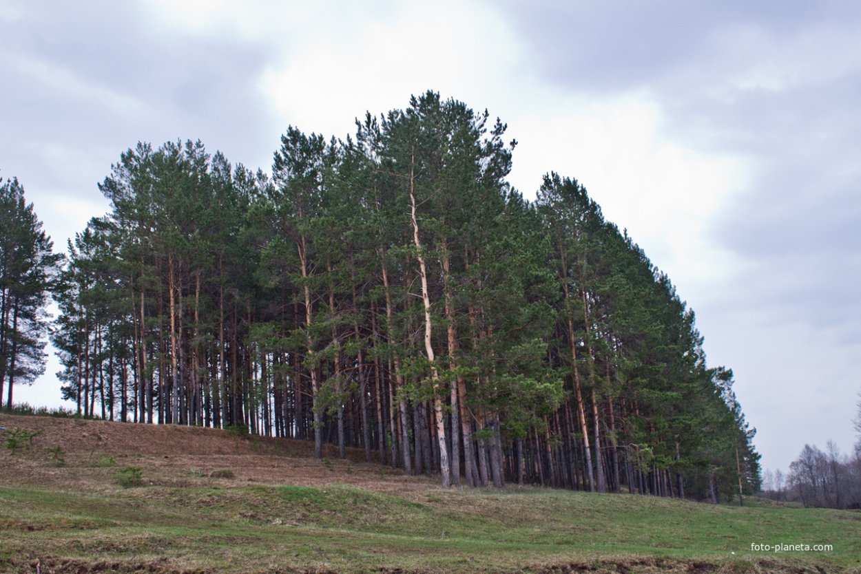 Карагай дерево