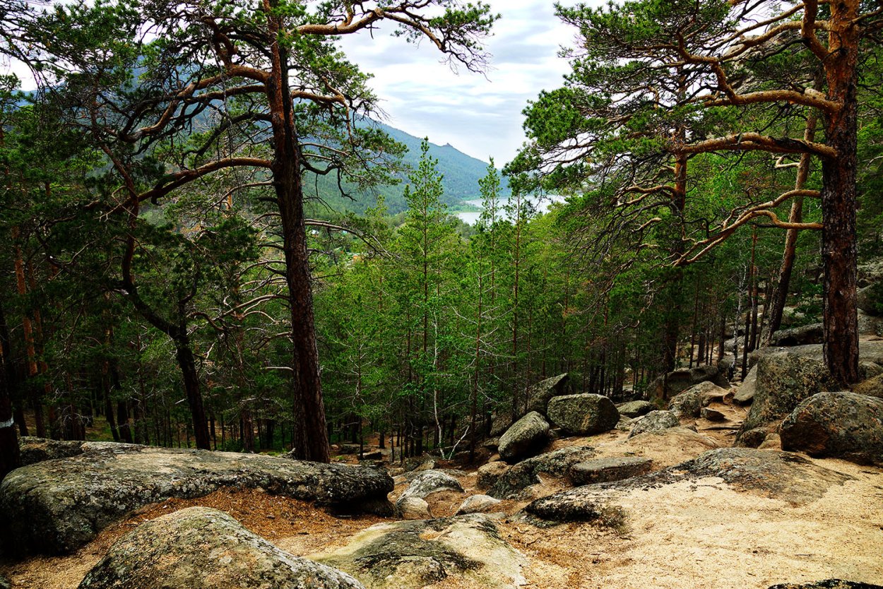 Сосновый Бор лес Боровое