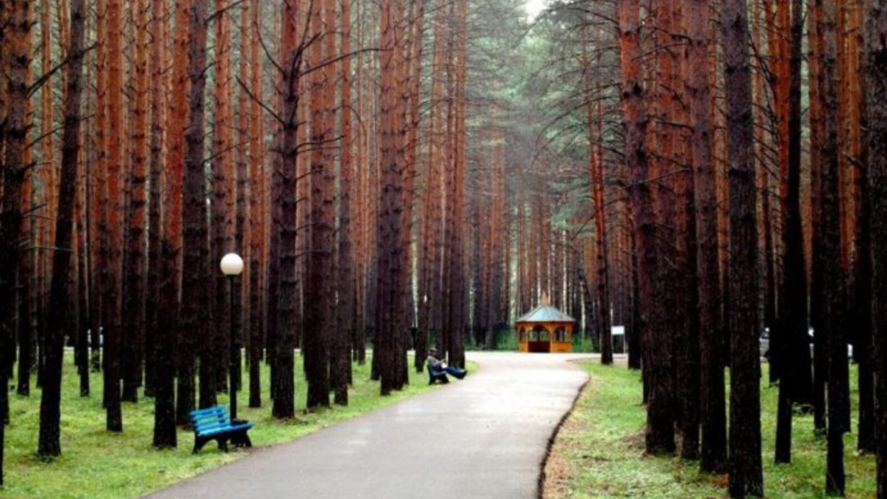 Алферьевская сосна