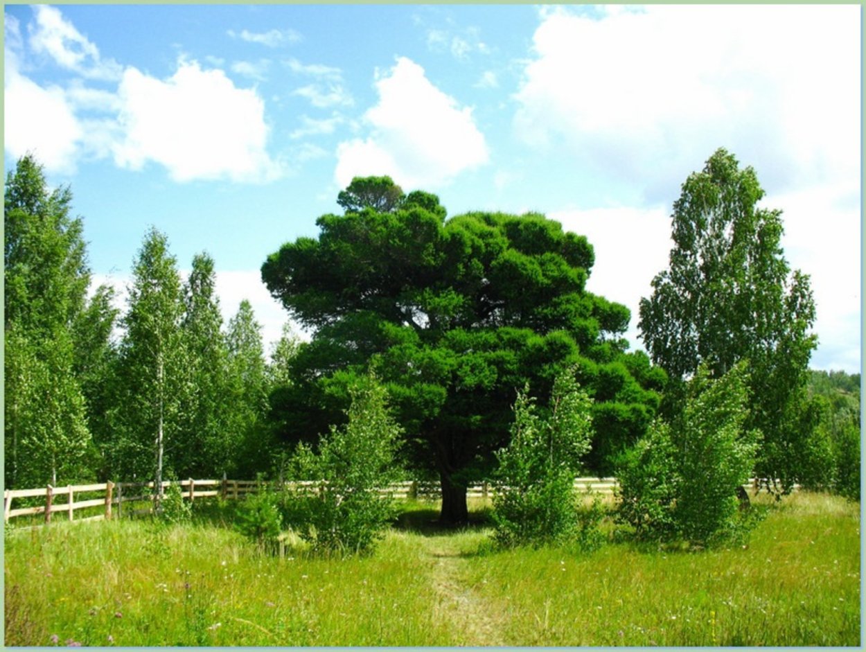 Кужановские лиственницы Абзелиловский район