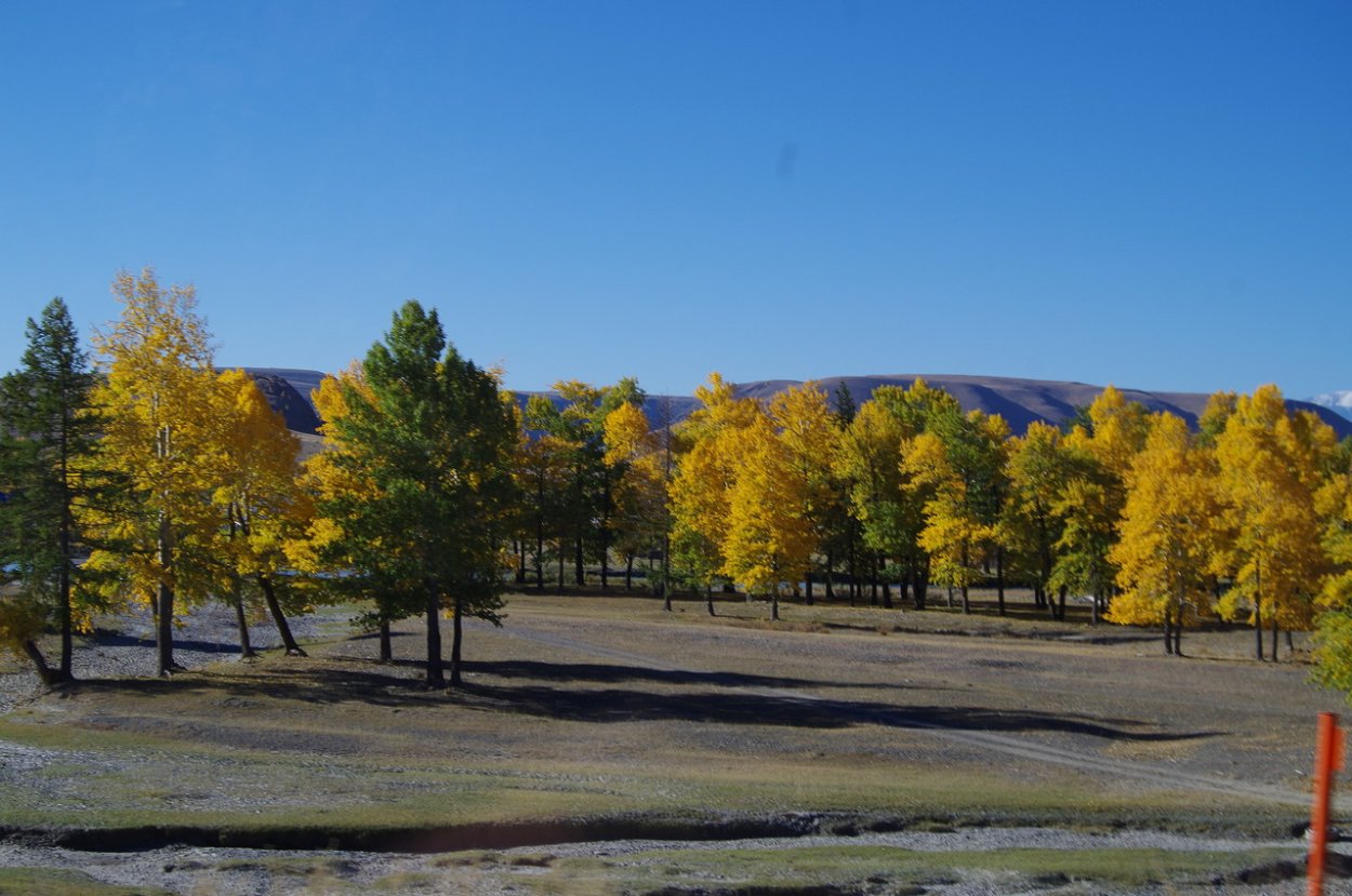 Чаган дерево